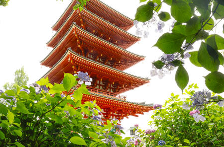 HORTENSIORNA VID TAKAHATA FUDOSON-TEMPLET HORTENSIORNA VID TAKAHATA FUDOSON-TEMPLET