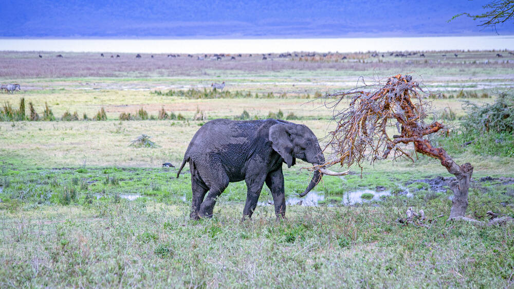 Ngorongoro Wildlife olifant