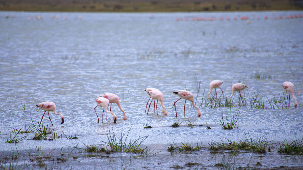 Flamingo's in de Ngorongoro Krater, Tanzania