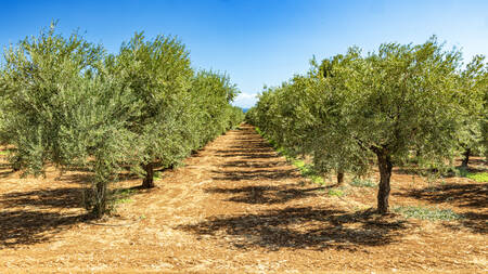 Schnittwunden an Olivenbäumen in Apulien