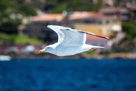 Tijdens de vlucht Tijdens de vlucht