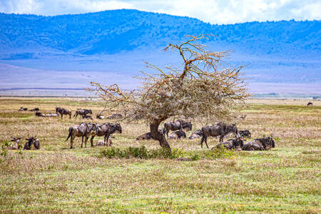 Gnoes in de Ngorongoro Krater, Tanzania Gnoes in de Ngorongoro Krater, Tanzania