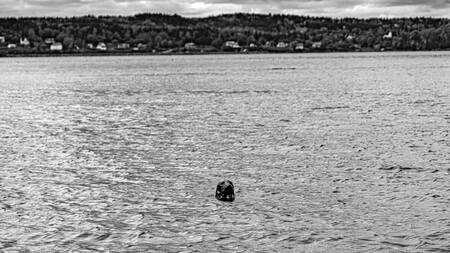 Phoque dans les eaux en ocean Atlantique au Canada Phoque dans les eaux en ocean Atlantique au Canada
