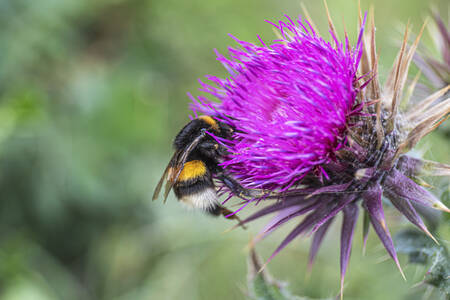 Hommel maaltijd Hommel maaltijd