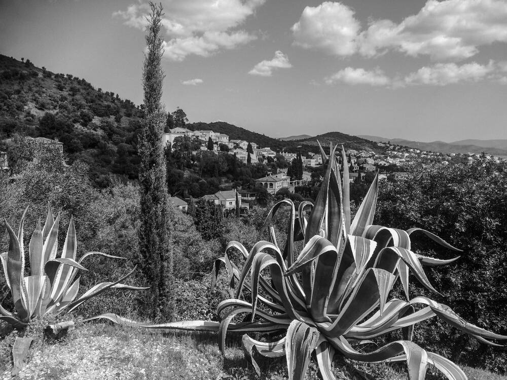 Bella vista palme di Hyères