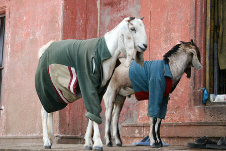 Fashion week in Varanasi