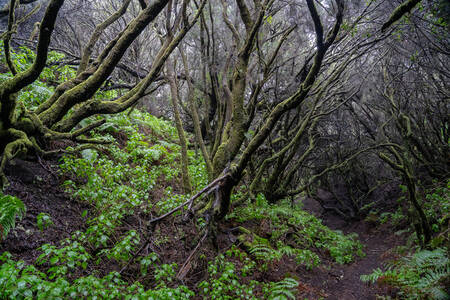 The tortured woods of Laurisilva in El Hierro
