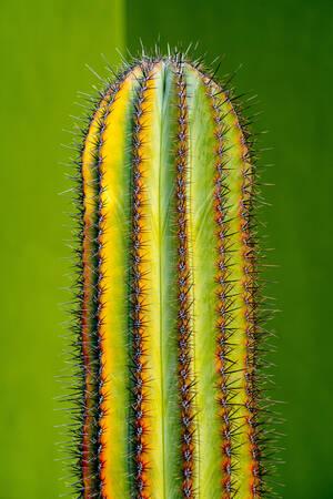 Portrait of a cactus