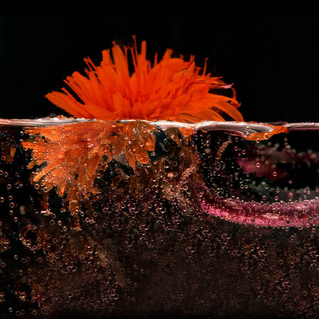 Toile Pissenlit Rouge