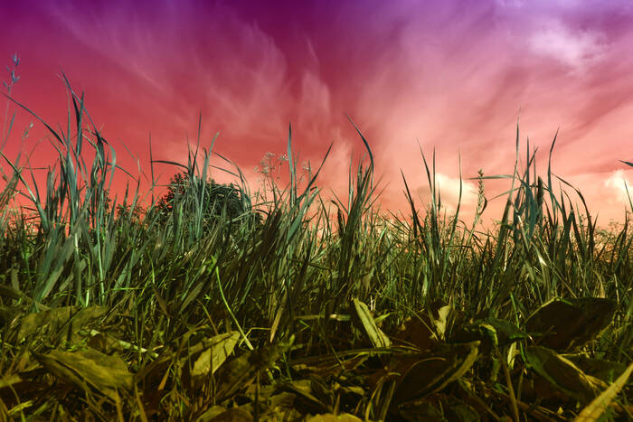 Vision d'insecte en fin de journée Vision d'insecte en fin de journée