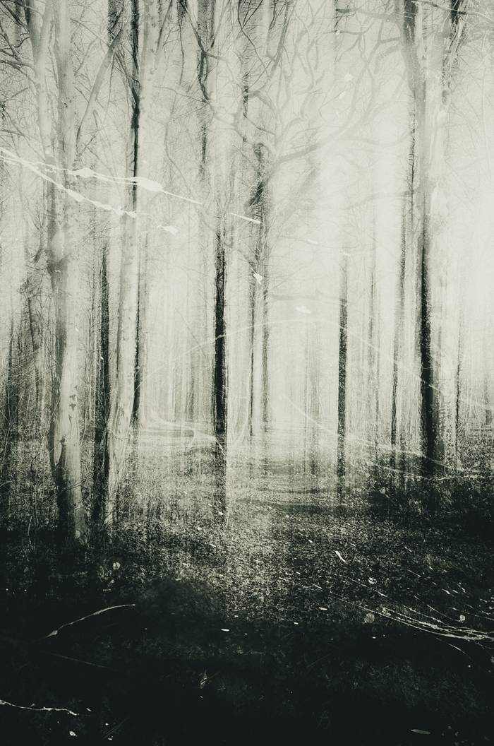 La foresta dei sogni La foresta dei sogni