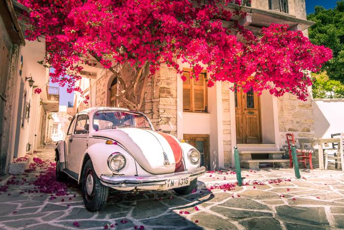 Het lieveheersbeestje onder de boom