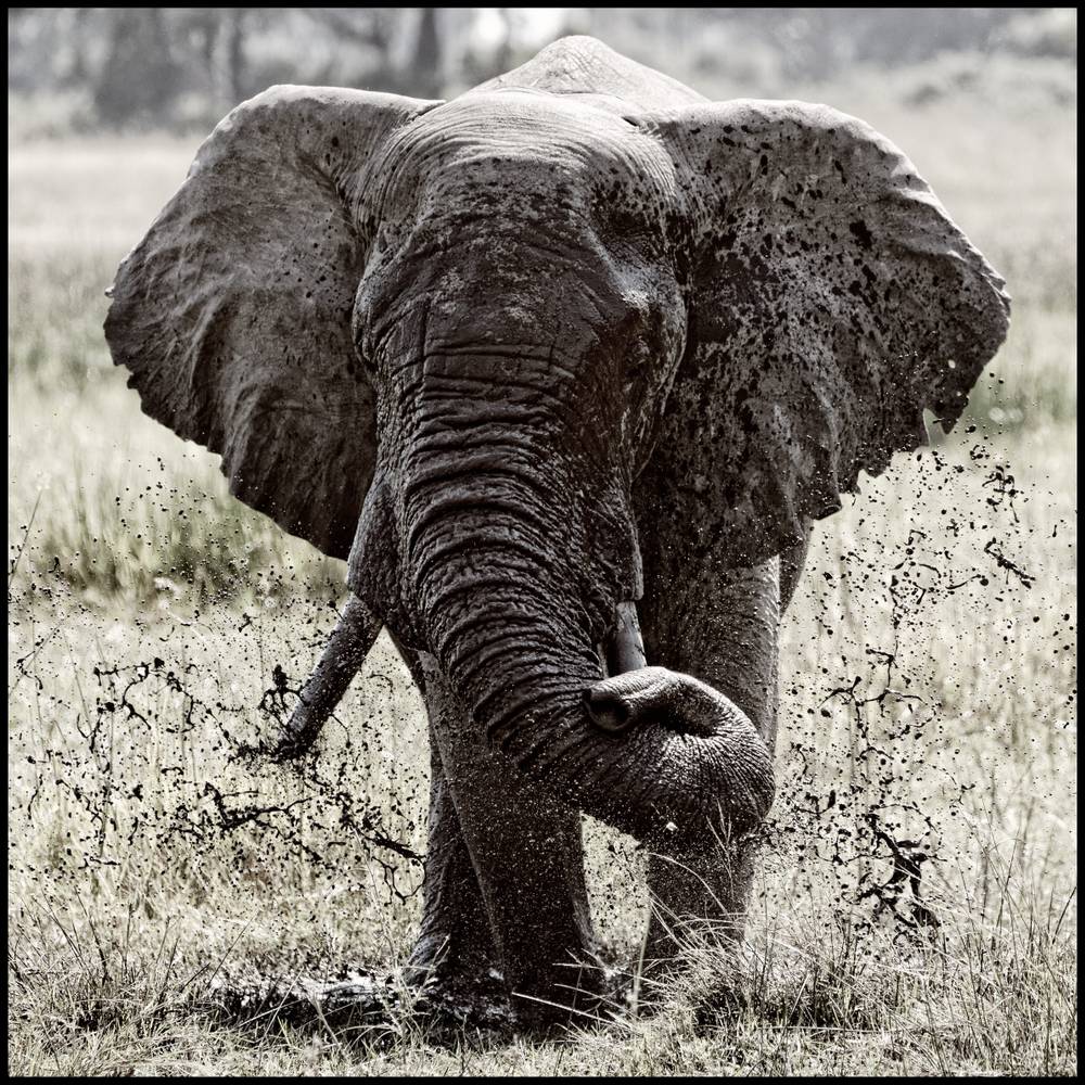 Olifanten van de Okavongo Delta