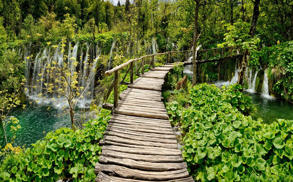 Forest of Plitvice Lakes National Park