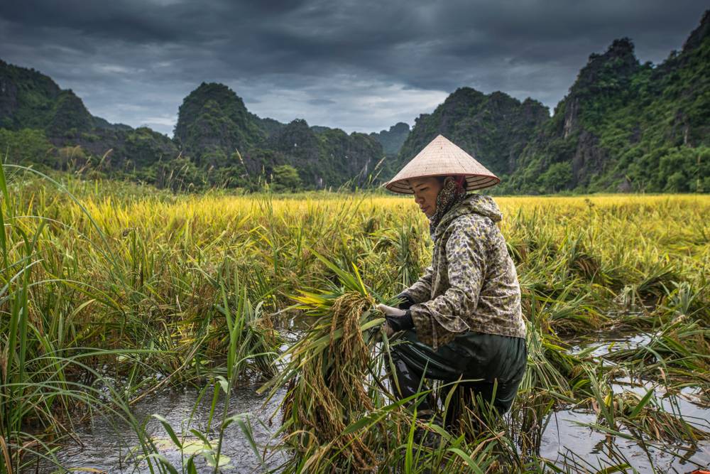 Rice pickup in Halong Bay