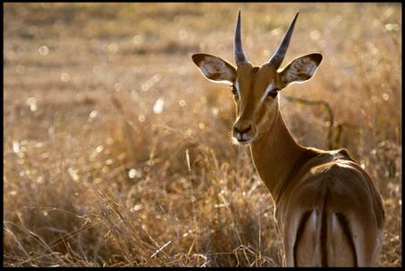 Gazelle in Mala Gazelle in Mala