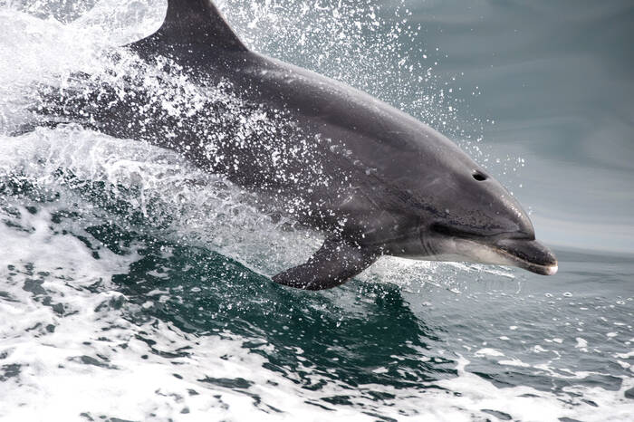 Dauphin dans l'Archipel de Molène Dauphin dans l'Archipel de Molène
