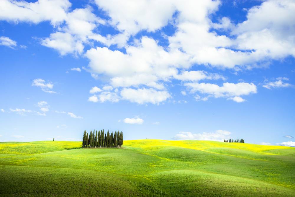 Bouquet of cypresses in Tuscany 3