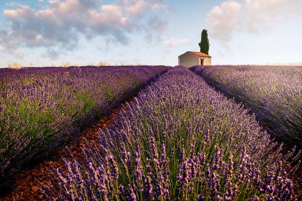 Lavendel fält valensole