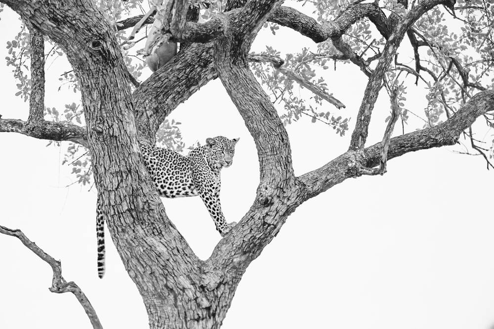 Luipaard kijkt toe vanuit een boom