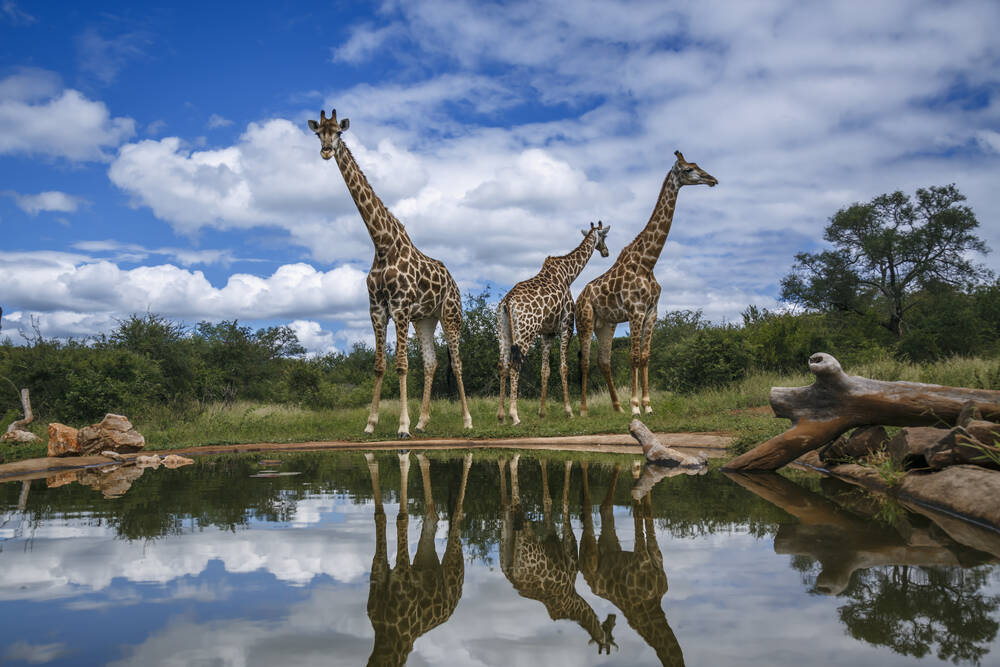 Trio van giraffen aan de waterkant met reflectie