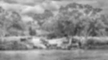 Group of elephants by the river