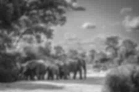 Group of elephants in a dry riverbed