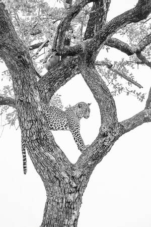 Leopardens stolthet i sitt träd Leopardens stolthet i sitt träd