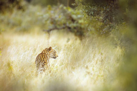 Leopard på den afrikanska savannen Leopard på den afrikanska savannen