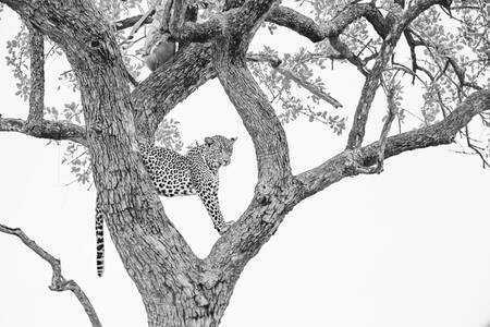 Leopard tittar på från ett träd Leopard tittar på från ett träd