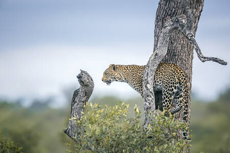 Leopard under observation från ett träd Leopard under observation från ett träd