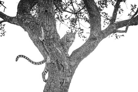 leopard som klättrar i ett träd leopard som klättrar i ett träd