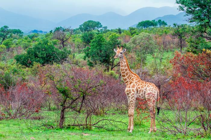 Girafe dans son milieu naturel Girafe dans son milieu naturel