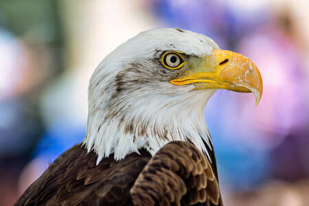 Amerikansk örn Amerikansk örn