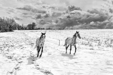 Paarden in galop in het wit van de Provence Paarden in galop in het wit van de Provence