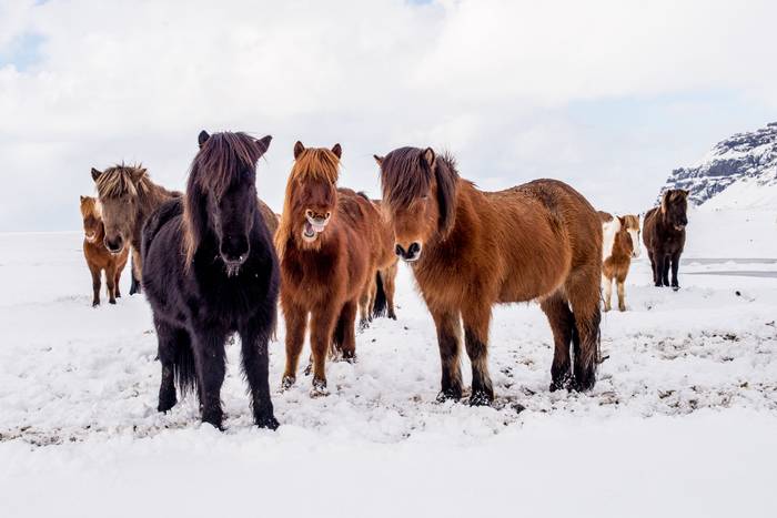 Cavalli islandesi Cavalli islandesi