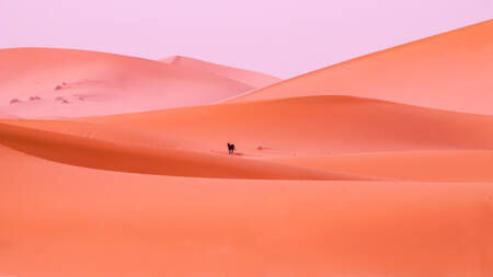 Desert Donkey Desert Donkey