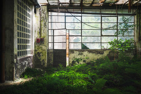 Övergiven fabrikshall med ormbunkar Övergiven fabrikshall med ormbunkar