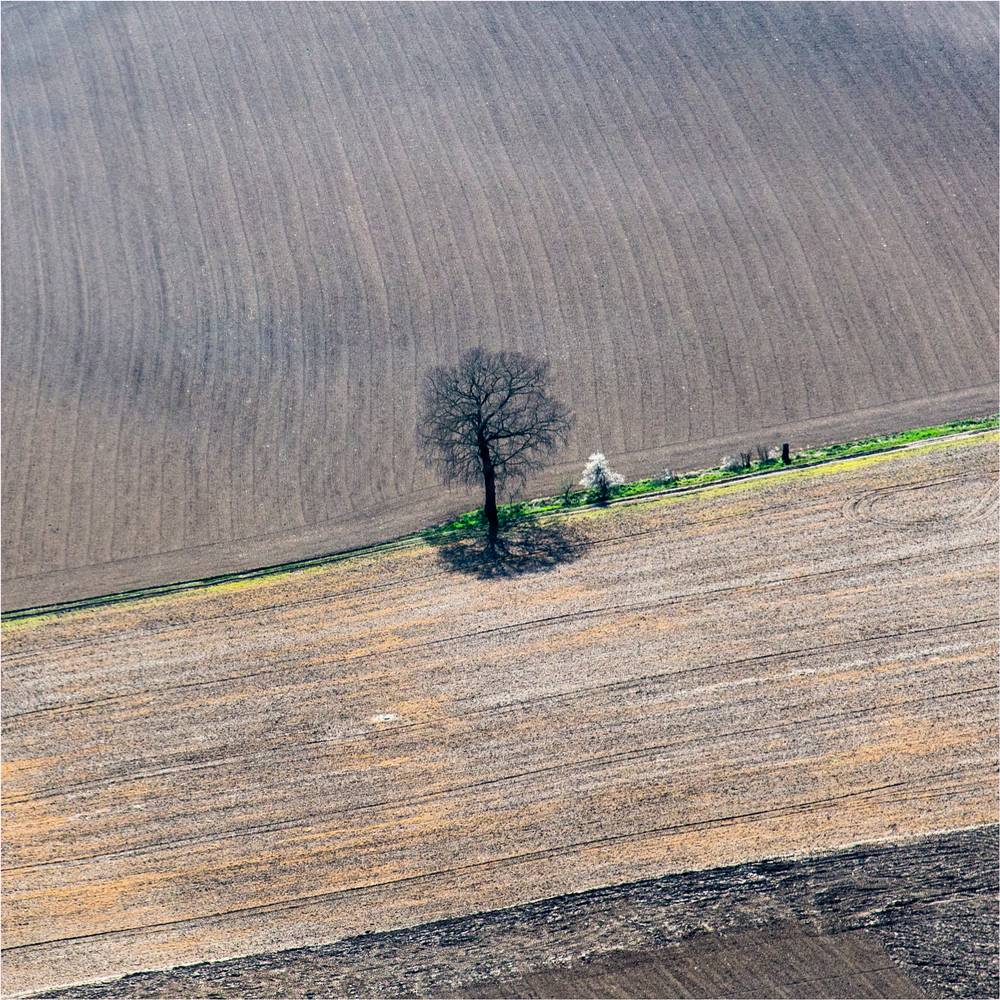 einsamer Baum