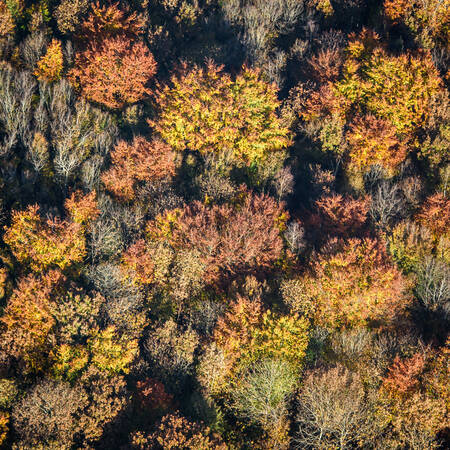 forest in the fall forest in the fall