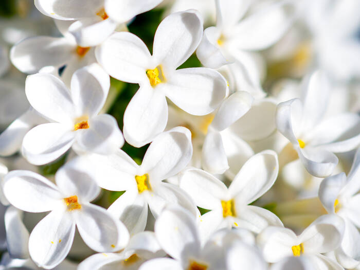 Lilas Blanc Lilas Blanc