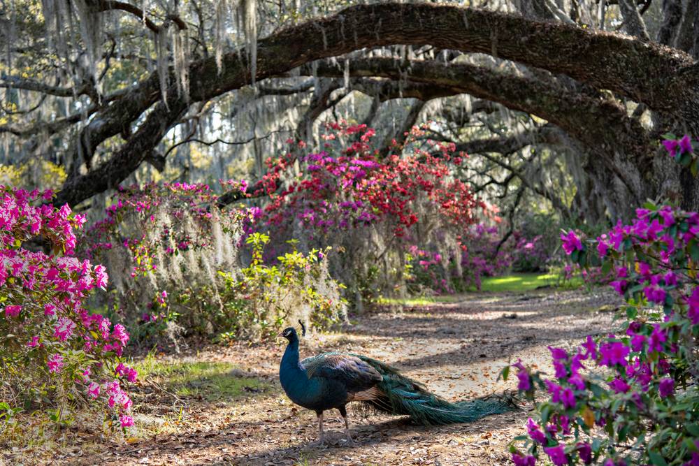 Peacock Stroll