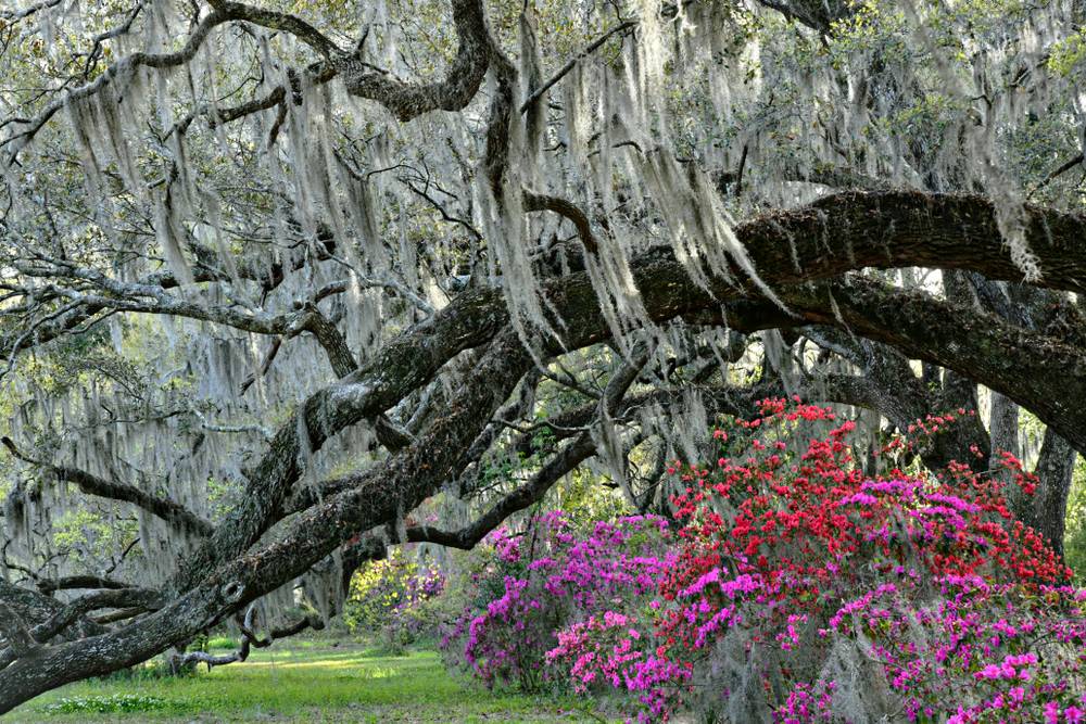 Spring on the Plantation