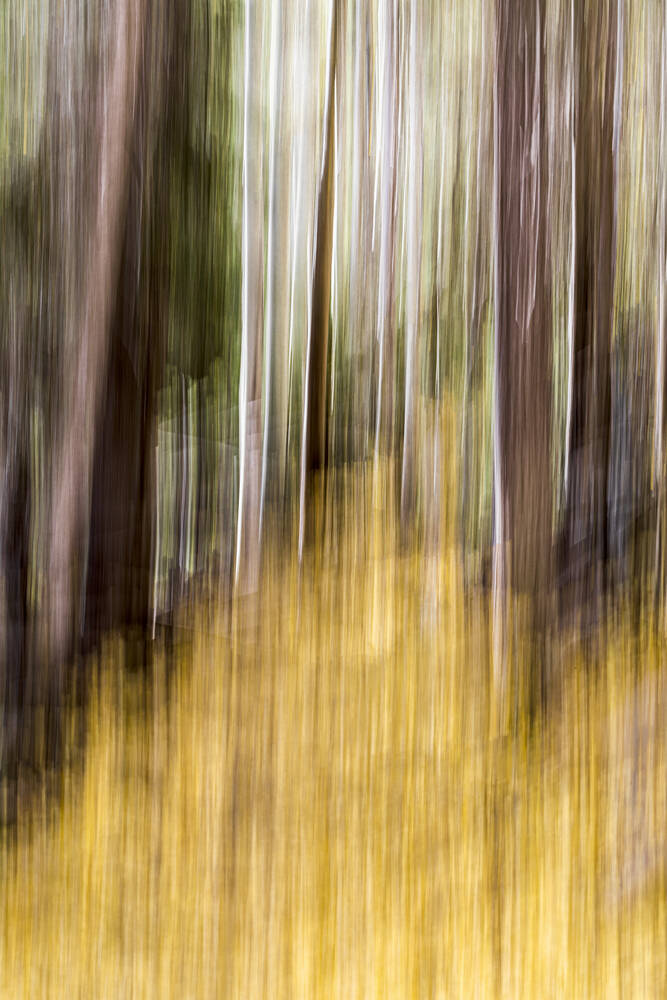 Sentier de la forêt dorée