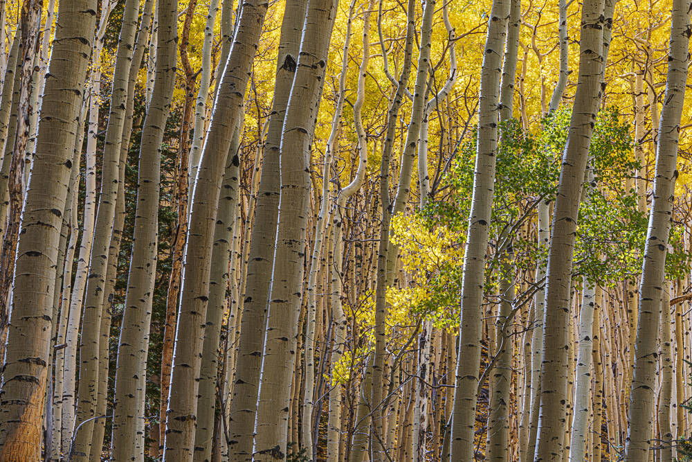 Jonge espen onder de luifel