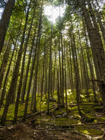 Tableau Sourire naturel Tableau Sourire naturel