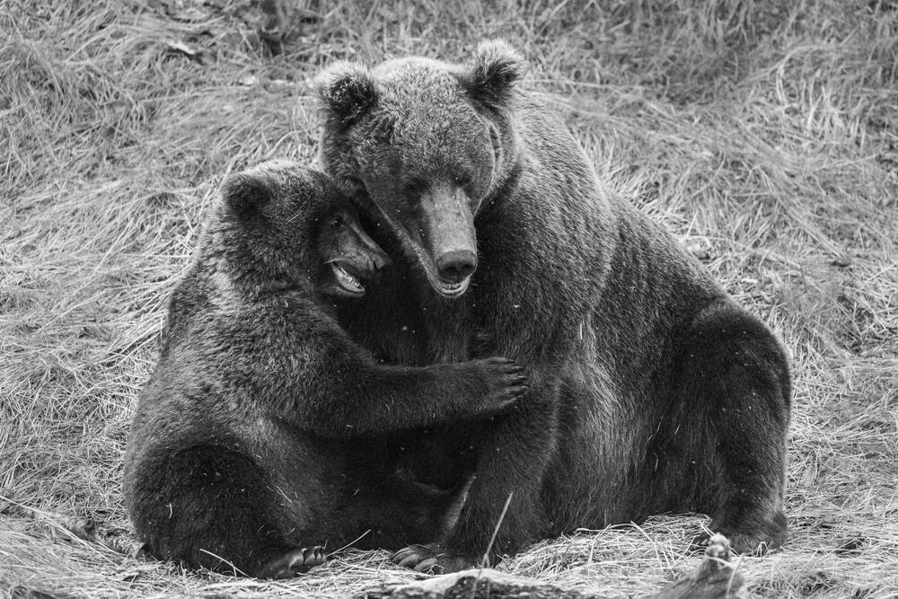 Moeder beer liefde III