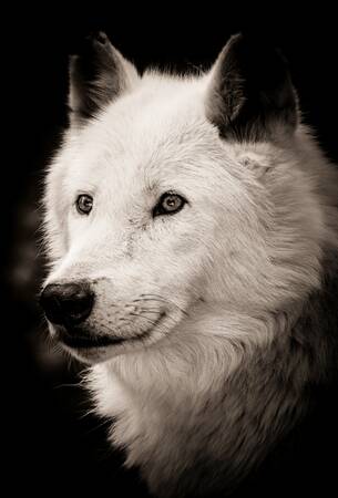 Arktisk varg Arktisk varg