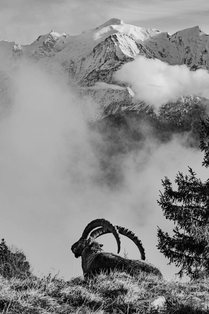 Bouquetin et Le Mont-Blanc en brumes d'automne
