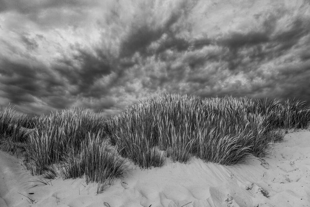 Dunas y Oyats de Le Touquet - Paris Plage